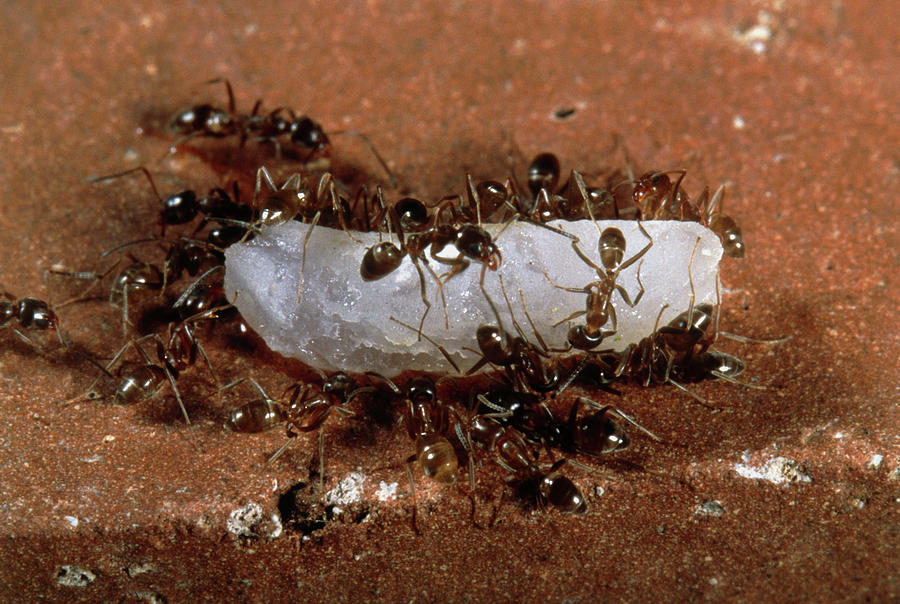 argentine-ants-iridomyrmex-humilis-on-rice