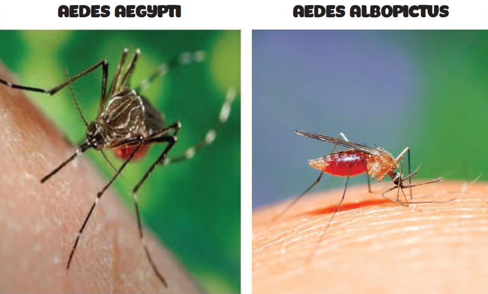 hai loài muỗi Aedes (Aedes aegypti và Aedes albopictus)